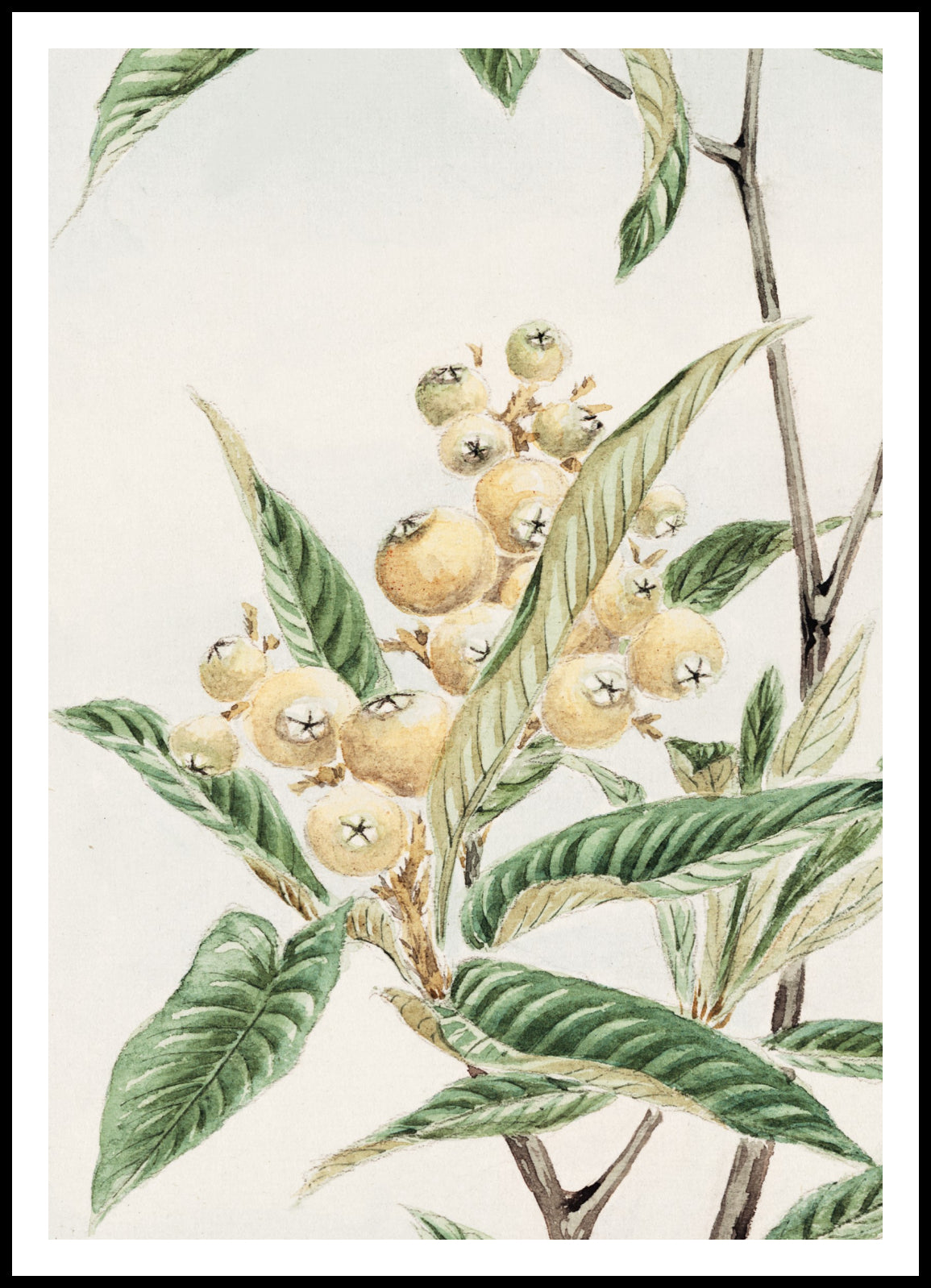Plakat  Biwa Loquat, Morikaga Japoński Vintage do Salonu