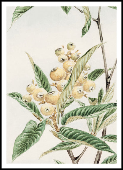 Plakat  Biwa Loquat, Morikaga Japoński Vintage do Salonu