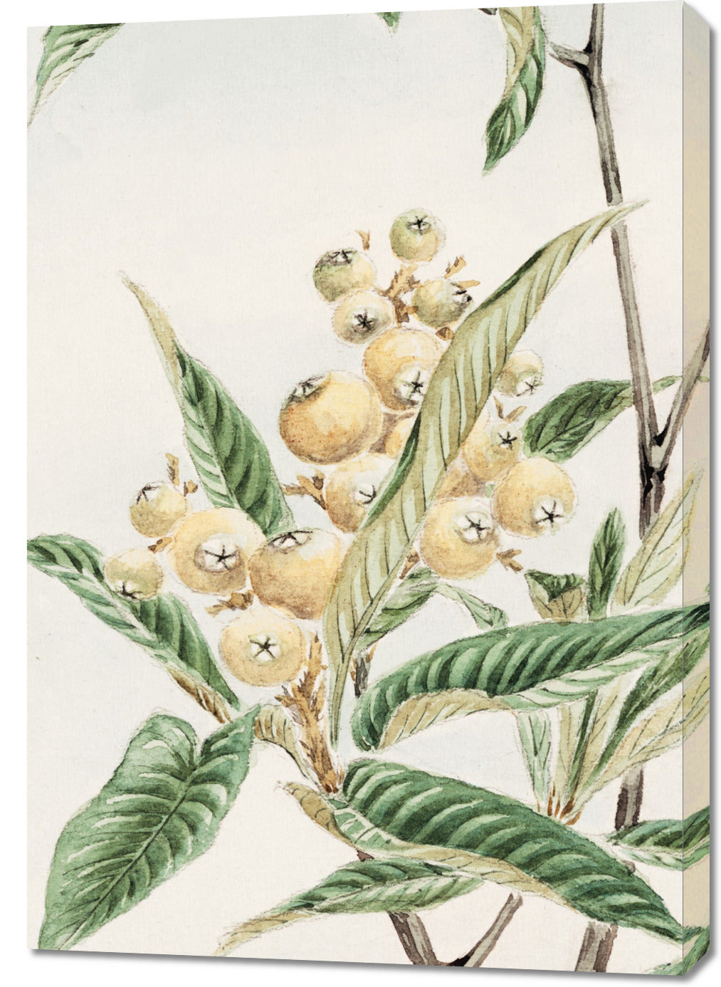 Obraz  Biwa Loquat, Morikaga Japoński Vintage do Salonu