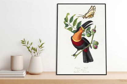 Plakat  Tukan, Paul Gervais Vintage do Salonu