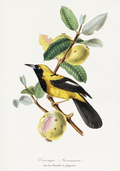 Plakat  Jacamar, Paul Gervais Vintage do Salonu
