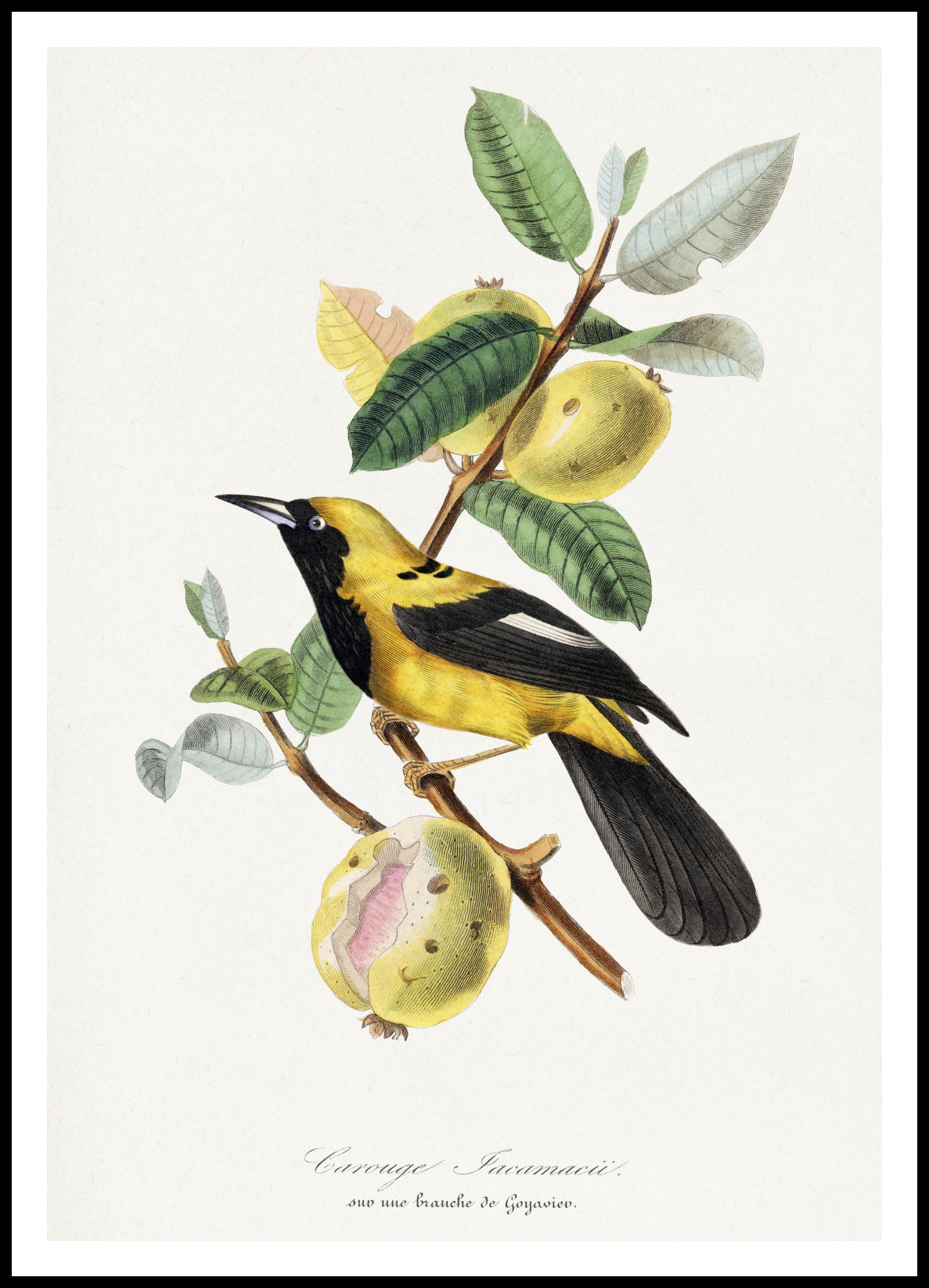 Plakat  Jacamar, Paul Gervais Vintage do Salonu