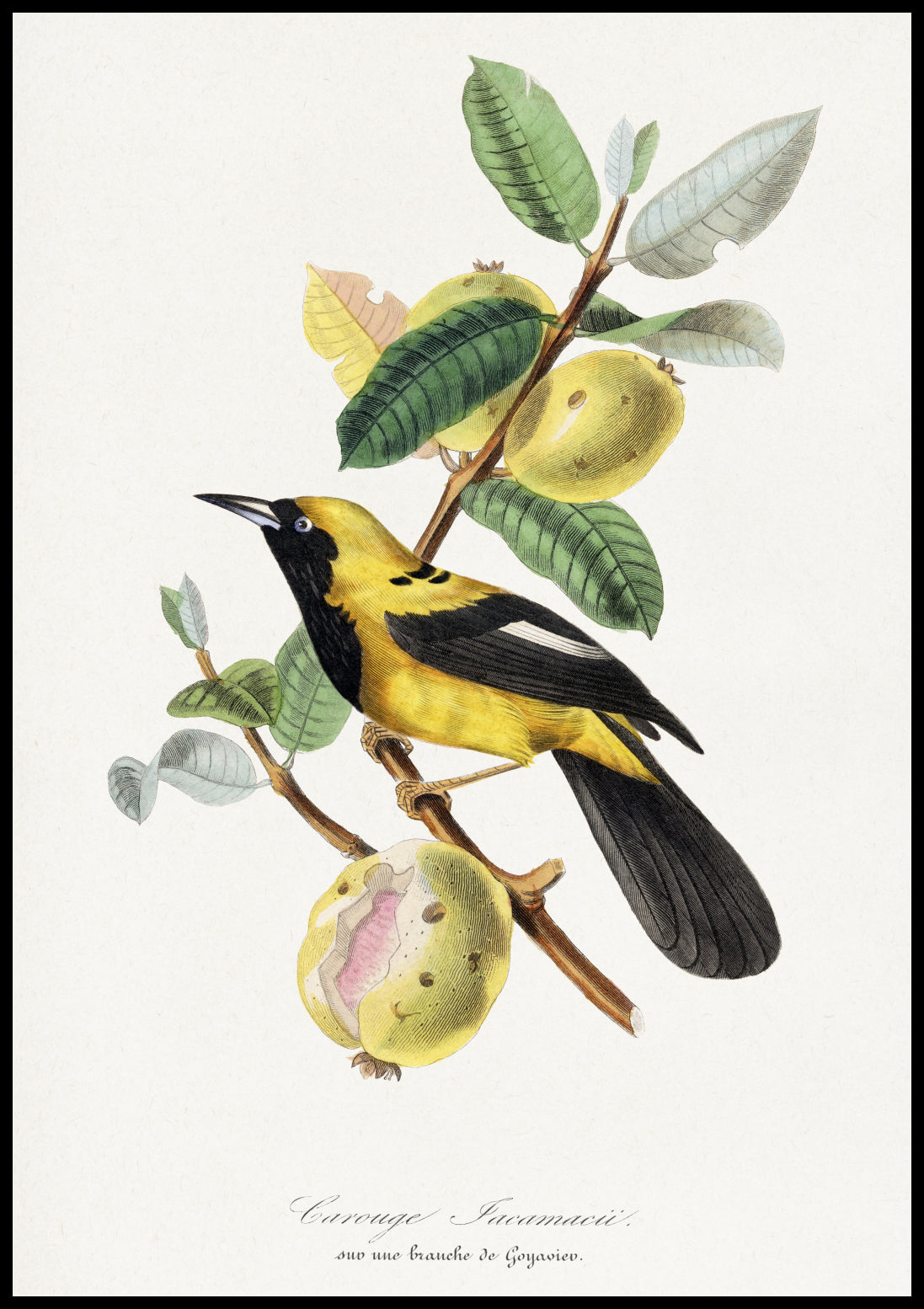 Plakat  Jacamar, Paul Gervais Vintage do Salonu