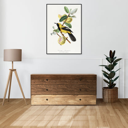 Plakat  Jacamar, Paul Gervais Vintage do Salonu
