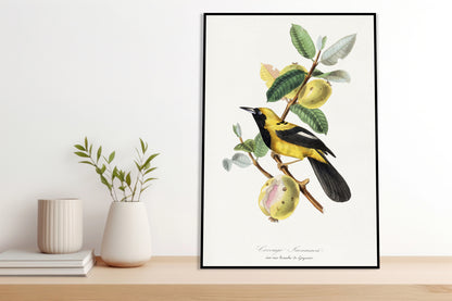 Plakat  Jacamar, Paul Gervais Vintage do Salonu