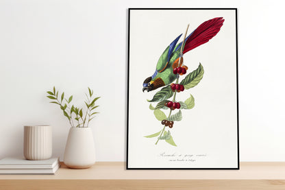 Plakat  Papużka, Paul Gervais Vintage do Salonu