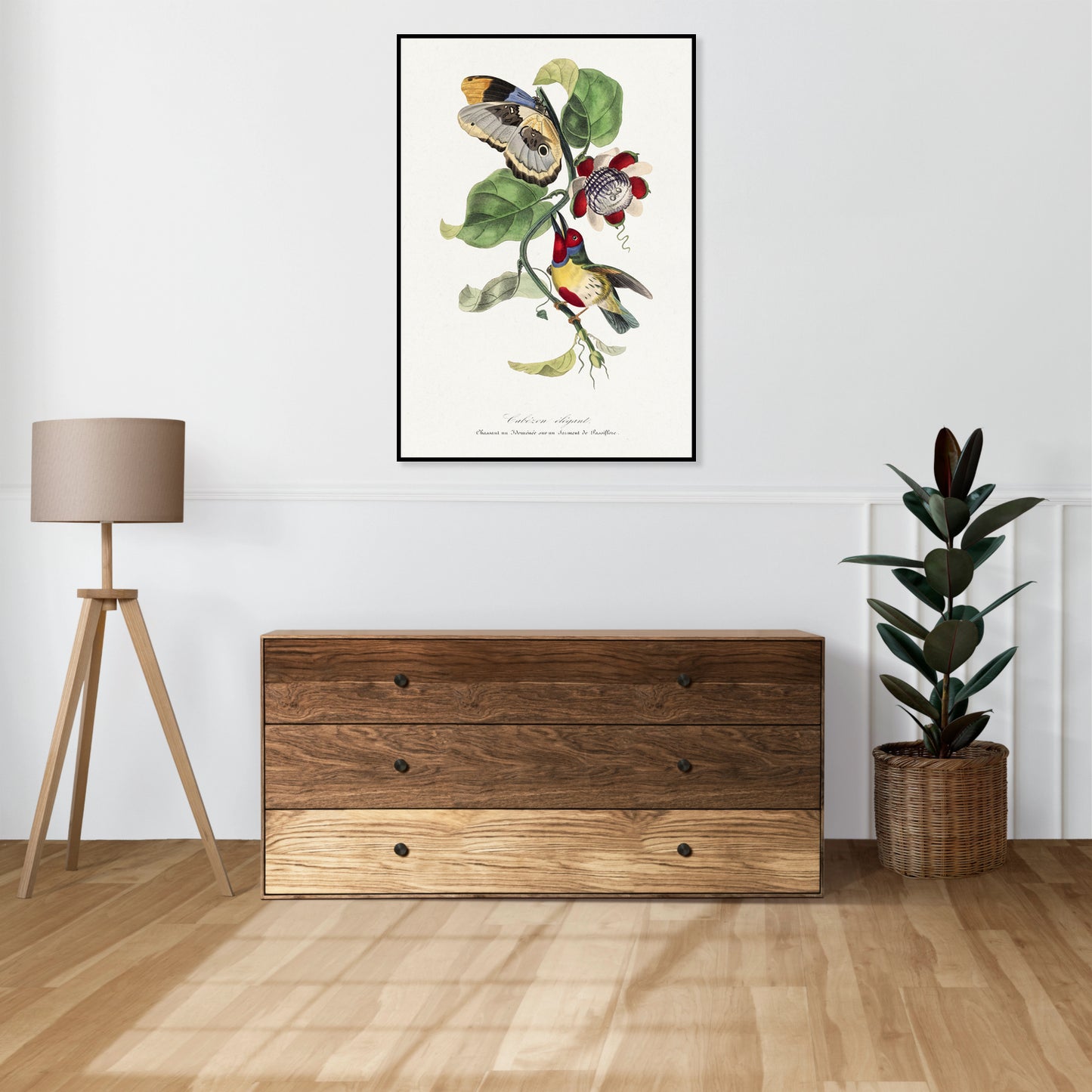 Plakat   Ptaszek Barbetowy, Gervais Vintage do Salonu