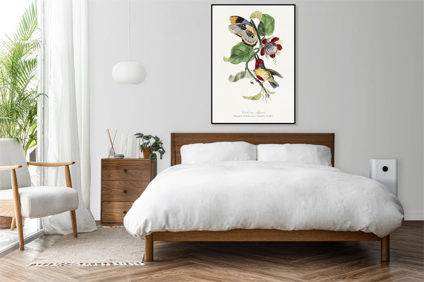 Plakat   Ptaszek Barbetowy, Gervais Vintage do Salonu