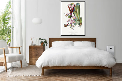 Plakat  Koliber, Paul Gervais Vintage do Salonu
