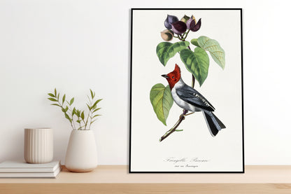 Plakat  Zięba, Paul Gervais Vintage do Salonu