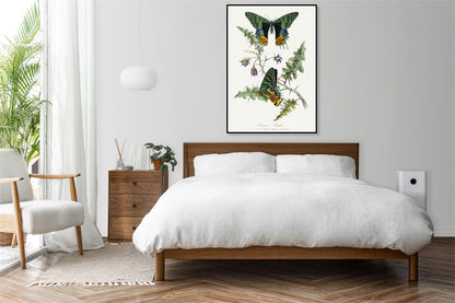 Plakat  Motyle, Paul Gervais Vintage do Salonu