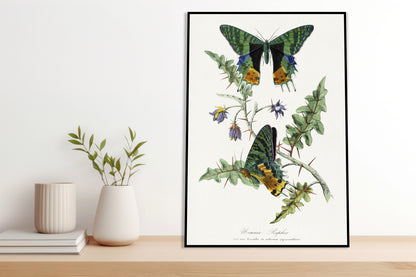 Plakat  Motyle, Paul Gervais Vintage do Salonu