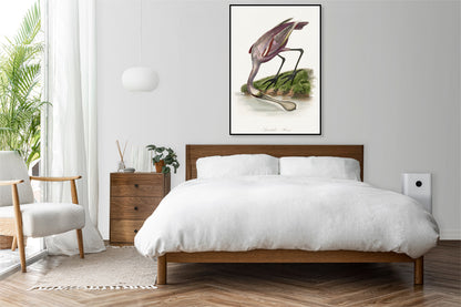 Plakat  Warzęcha Różowa, Gervais Vintage do Salonu