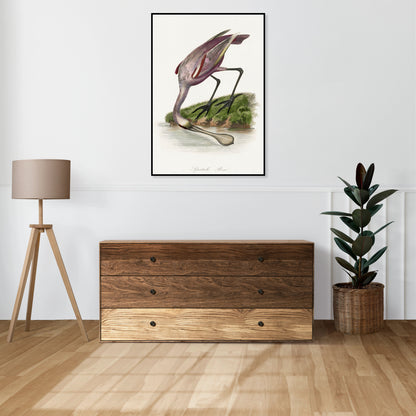 Plakat  Warzęcha Różowa, Gervais Vintage do Salonu