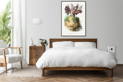 Plakat  Koral Gąbczasty, Gervais Vintage do Salonu