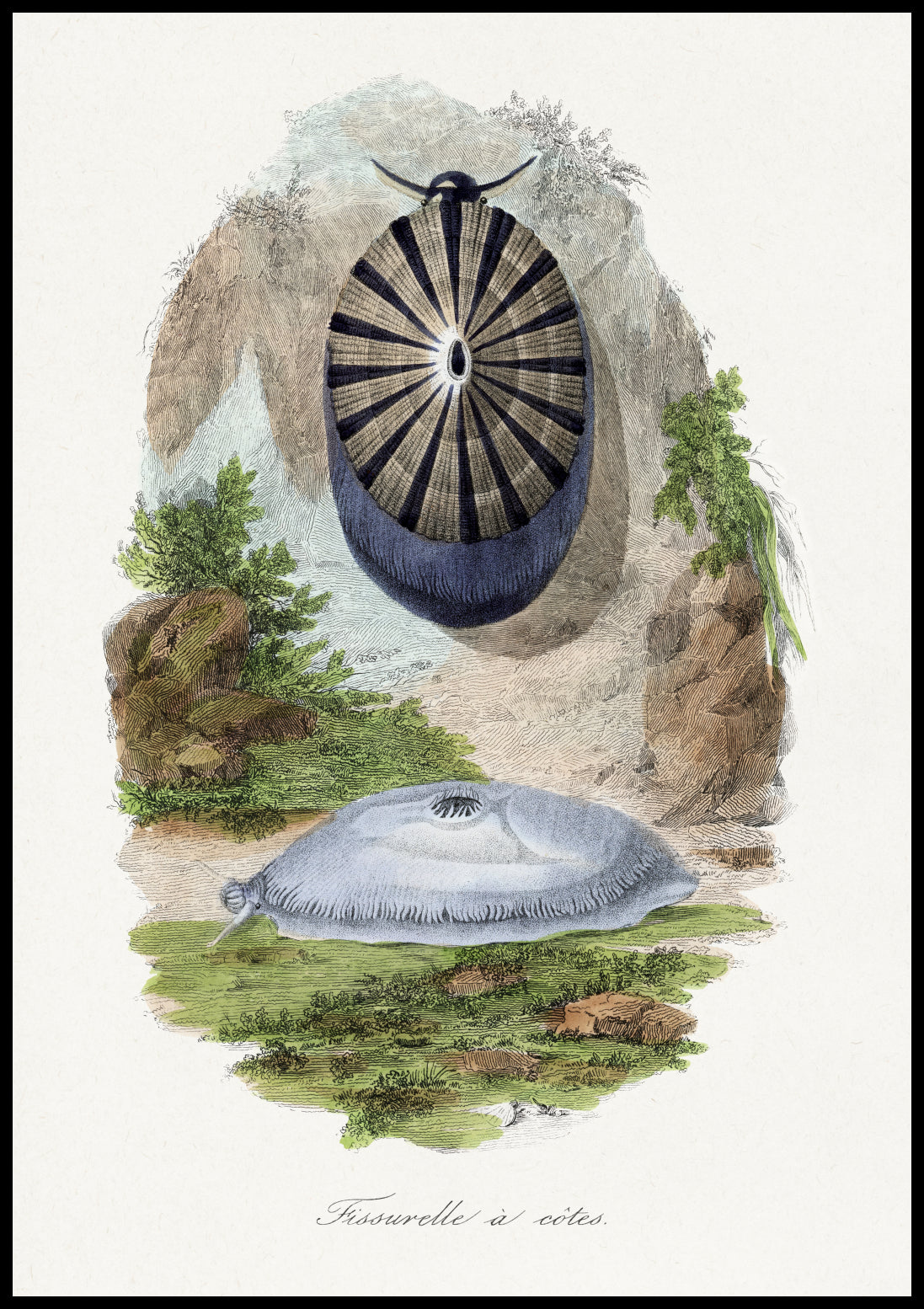 Plakat  Ślimak Wulkaniczny 2, Gervais Vintage do Salonu
