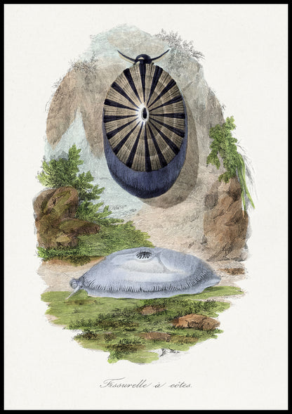 Plakat  Ślimak Wulkaniczny 2, Gervais Vintage do Salonu