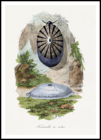 Plakat  Ślimak Wulkaniczny 2, Gervais Vintage do Salonu