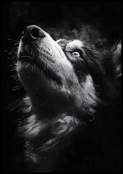 Plakat  Portret Zwierząt do Salonu Pokoju | Husky 2 | Czarno Białe