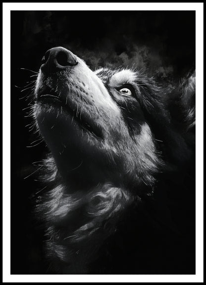 Plakat  Portret Zwierząt do Salonu Pokoju | Husky 2 | Czarno Białe