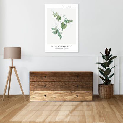 Obraz  Desig Lolliradio Pea Flower, Redoute Vintage do Salonu