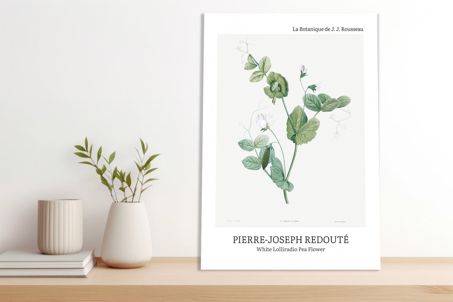 Obraz  Desig Lolliradio Pea Flower, Redoute Vintage do Salonu
