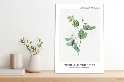Obraz  Desig Lolliradio Pea Flower, Redoute Vintage do Salonu