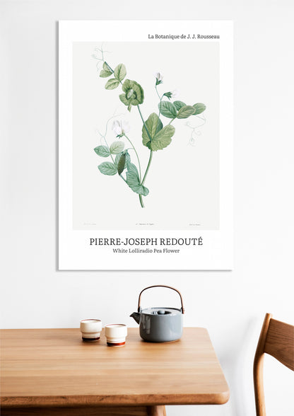 Obraz  Desig Lolliradio Pea Flower, Redoute Vintage do Salonu