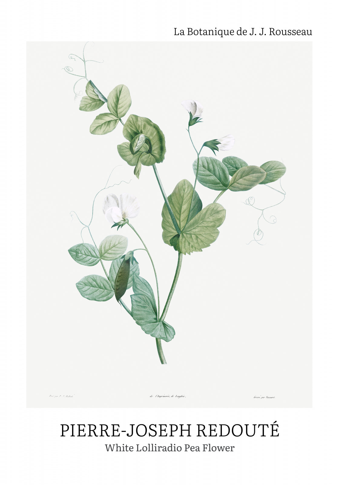 Plakat  Desig Lolliradio Pea Flower, Redoute Vintage do Salonu