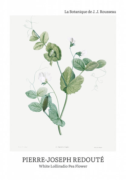 Plakat  Desig Lolliradio Pea Flower, Redoute Vintage do Salonu