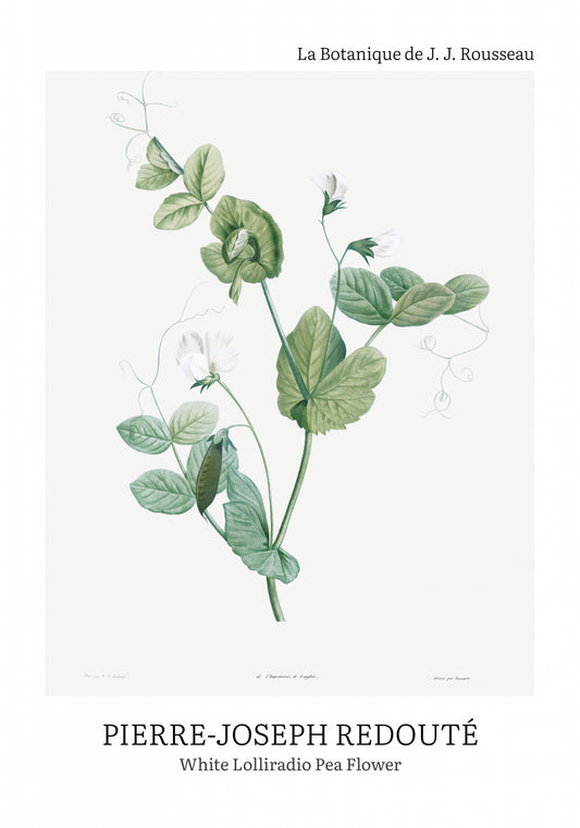 Plakat  Desig Lolliradio Pea Flower, Redoute Vintage do Salonu