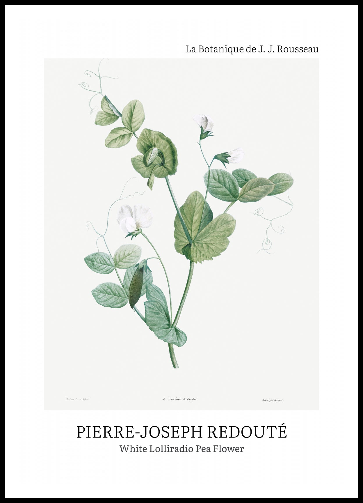 Plakat  Desig Lolliradio Pea Flower, Redoute Vintage do Salonu
