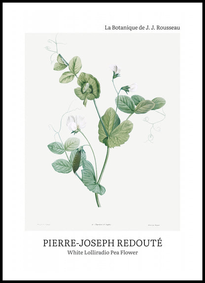 Plakat  Desig Lolliradio Pea Flower, Redoute Vintage do Salonu