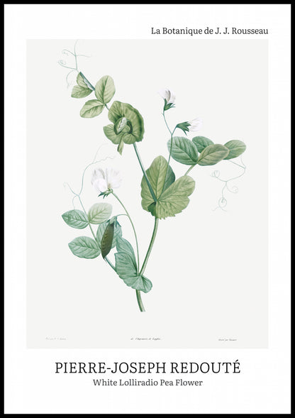 Plakat  Desig Lolliradio Pea Flower, Redoute Vintage do Salonu