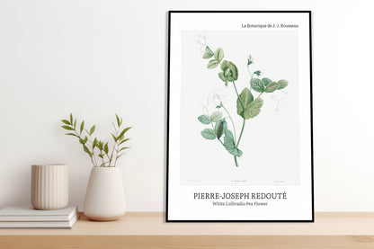 Plakat  Desig Lolliradio Pea Flower, Redoute Vintage do Salonu