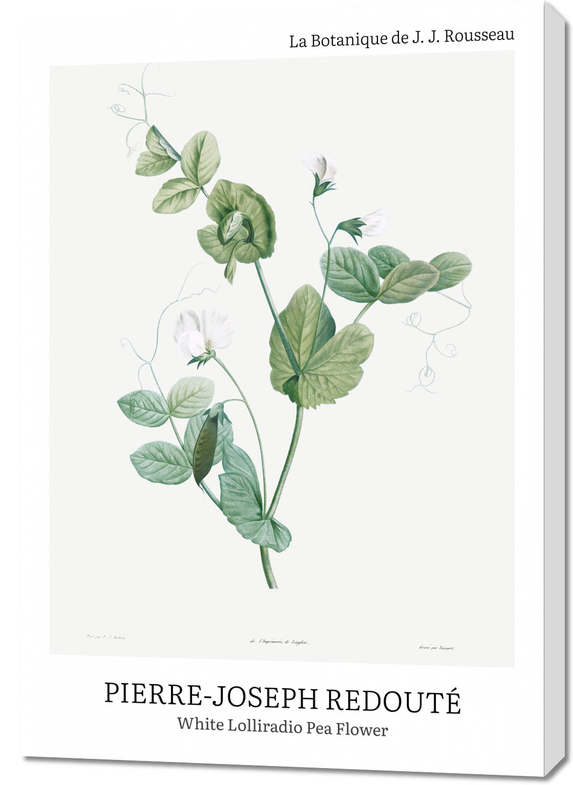Obraz  Desig Lolliradio Pea Flower, Redoute Vintage do Salonu