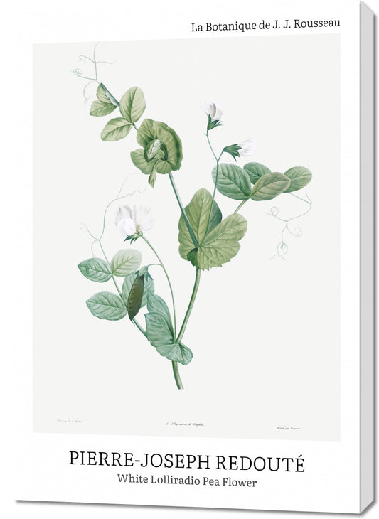 Obraz  Desig Lolliradio Pea Flower, Redoute Vintage do Salonu