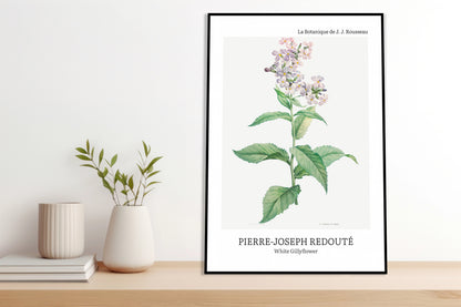 Obraz  Design White Gillyflower, Redoute Vintage do Salonu