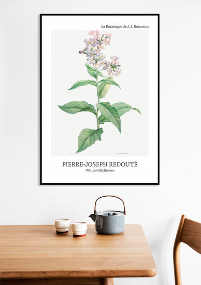 Obraz  Design White Gillyflower, Redoute Vintage do Salonu