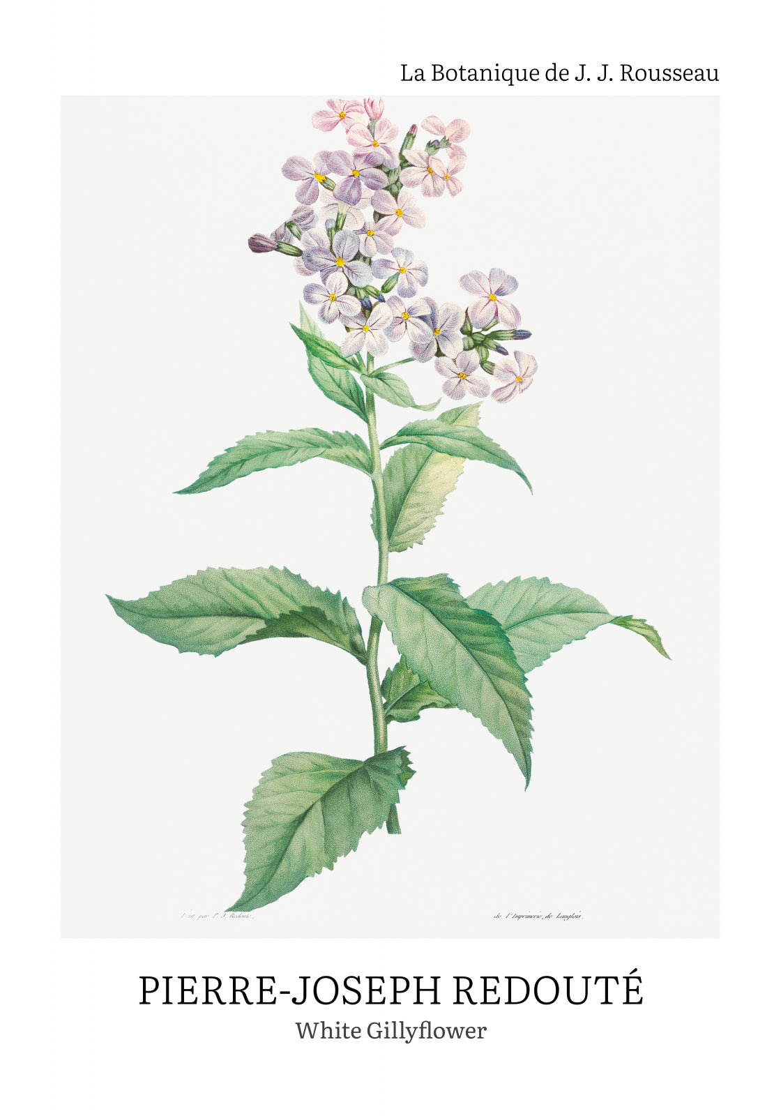 Plakat  Design White Gillyflower, Redoute Vintage do Salonu