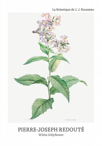 Plakat  Design White Gillyflower, Redoute Vintage do Salonu