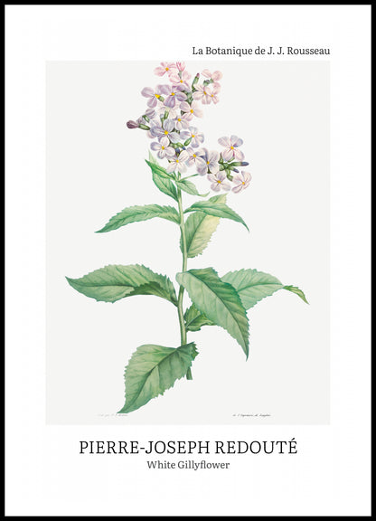 Plakat  Design White Gillyflower, Redoute Vintage do Salonu
