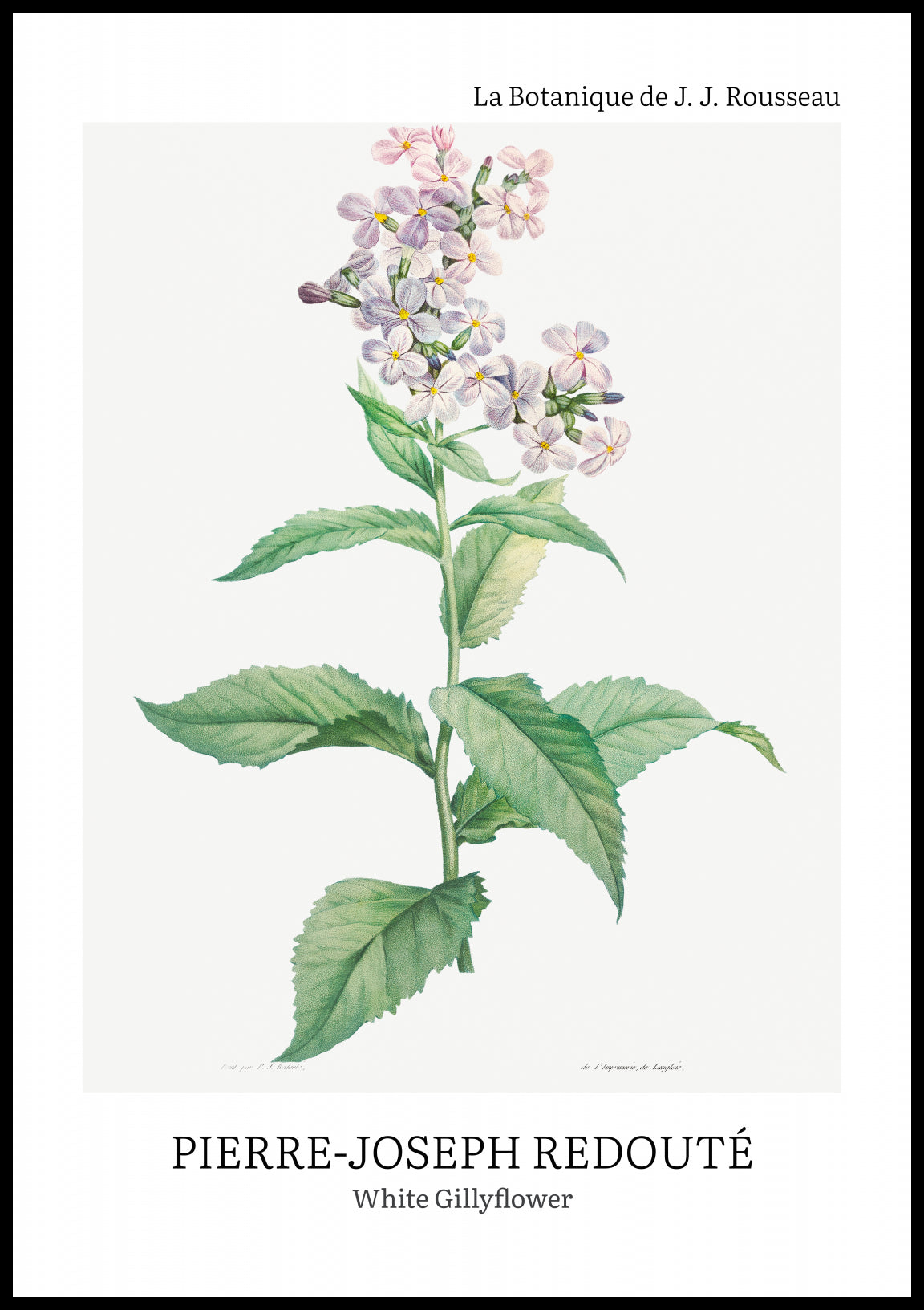 Plakat  Design White Gillyflower, Redoute Vintage do Salonu