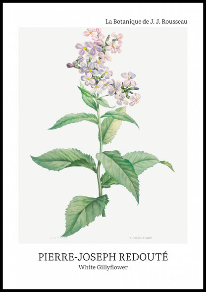 Plakat  Design White Gillyflower, Redoute Vintage do Salonu