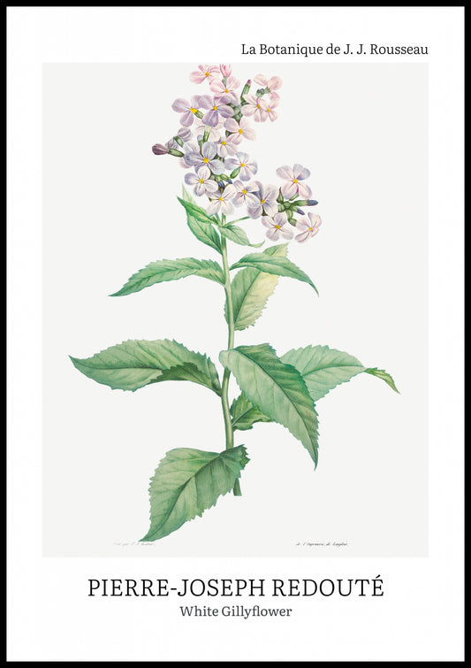 Plakat  Design White Gillyflower, Redoute Vintage do Salonu