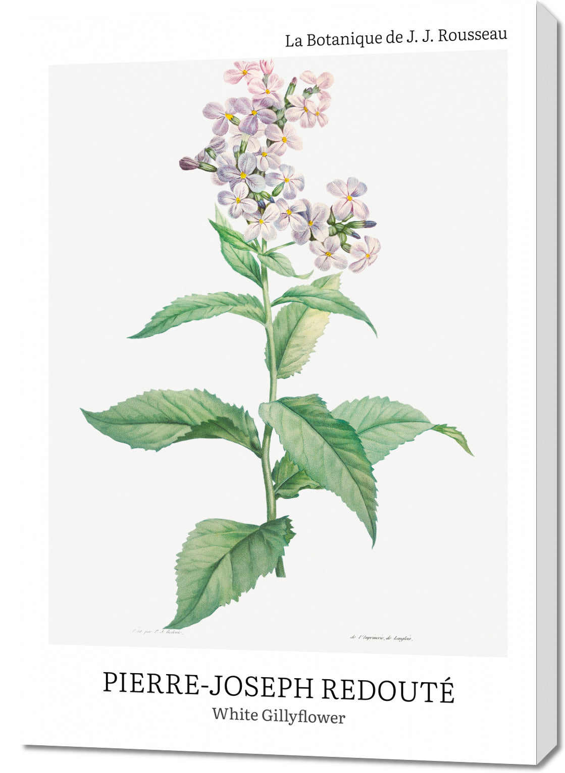 Obraz  Design White Gillyflower, Redoute Vintage do Salonu