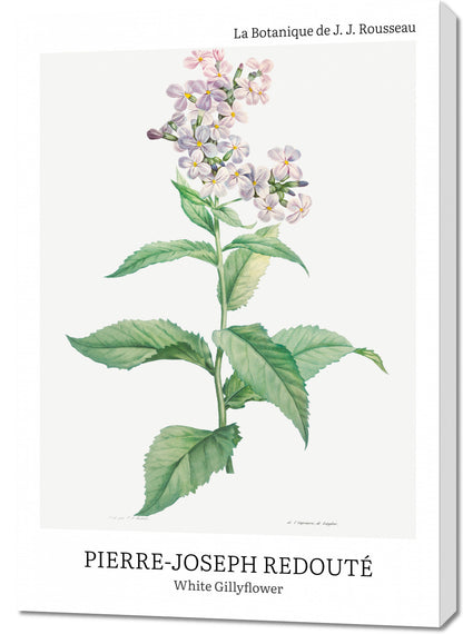 Obraz  Design White Gillyflower, Redoute Vintage do Salonu