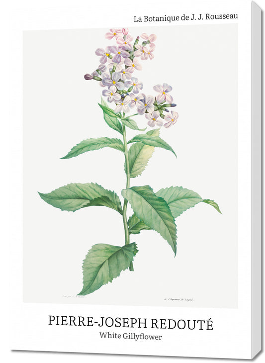 Obraz  Design White Gillyflower, Redoute Vintage do Salonu