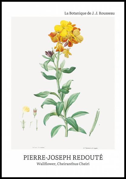 Plakat  Design Chearinthus Cheiri, Redoute Vintage do Salonu
