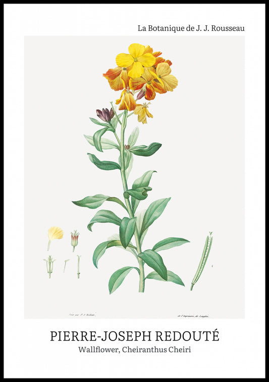 Plakat  Design Chearinthus Cheiri, Redoute Vintage do Salonu